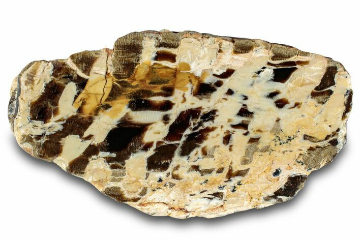 Petrified Peanut Wood Section - Australia #260764